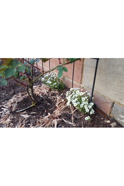 Камнеломка Айс Корал Перл Уайт в саду